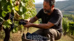 Vin naturel : phénomène durable ou simple tendance ?