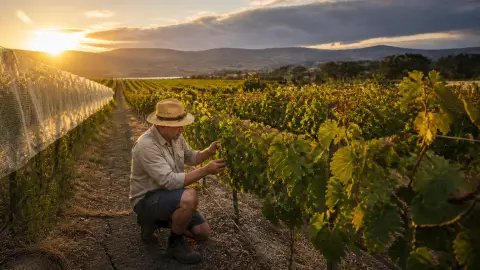 Changement climatique et vin : impacts sur les régions viticoles