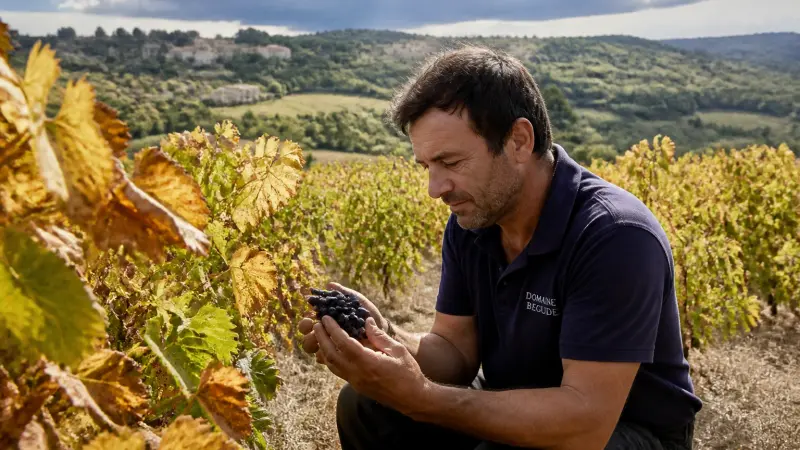 Millésime 2025 : ce que l’on peut déjà retenir pour les vins français